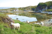 Овцы в коммуне Lakselv